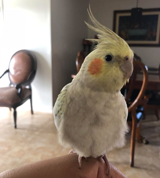Can A Four-Month-Old Cockatiel Molt