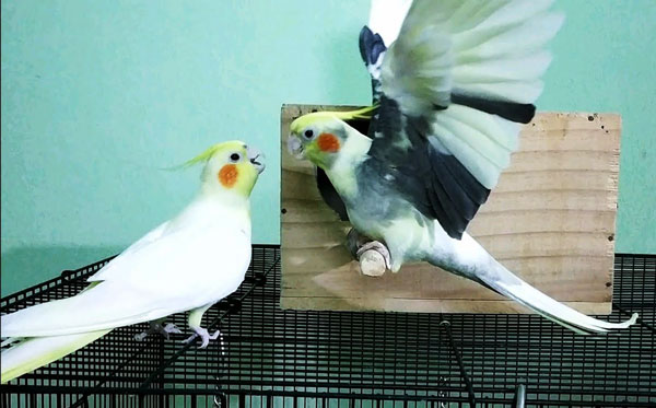Can Cockatiels Kill And Eat Each Other After Attacking