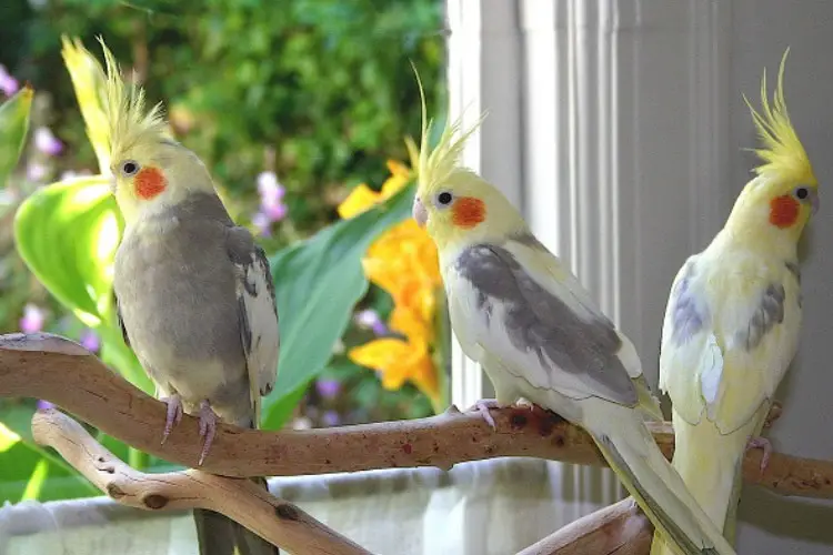 Can Cockatiels Kill And Eat Each Other