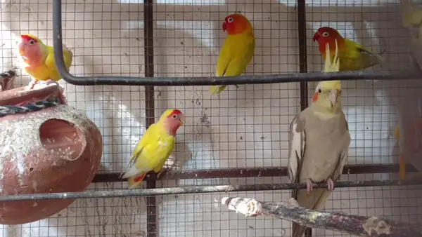 Can You Keep Cockatiel and Lovebird Together