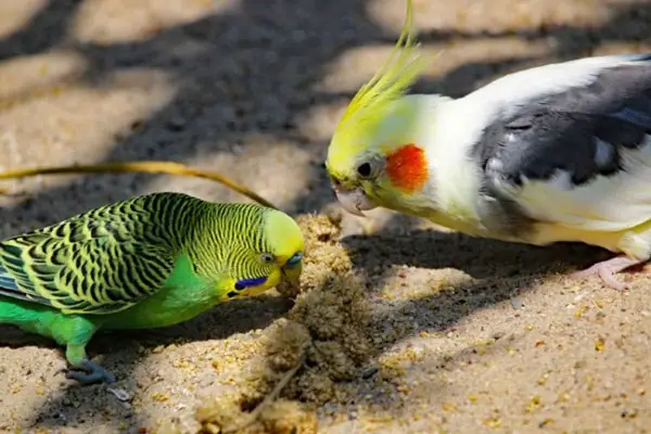 Can cockatiels kill each other when fighting