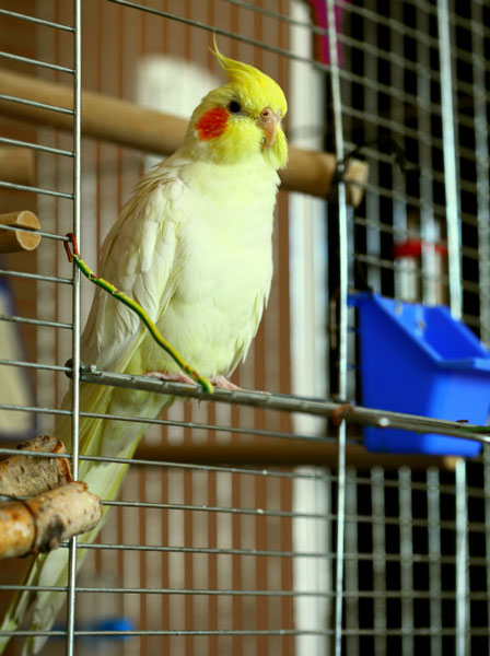 Causes And Treatments Of Diarrhea In Cockatiels