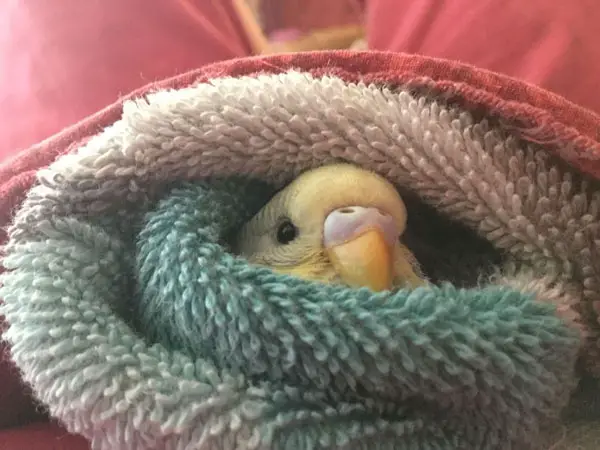 Causes of Cold of Cockatiels and Budgies