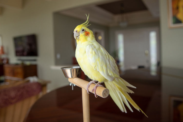 Clipping Cockatiel Wings