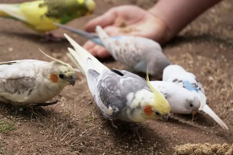 Cockatiel And Budgie Cold Treatment