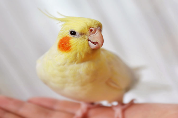 Cockatiel As Pets