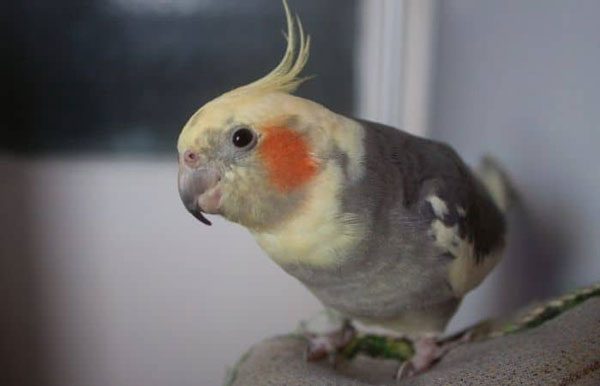 Cockatiel Attention seeking