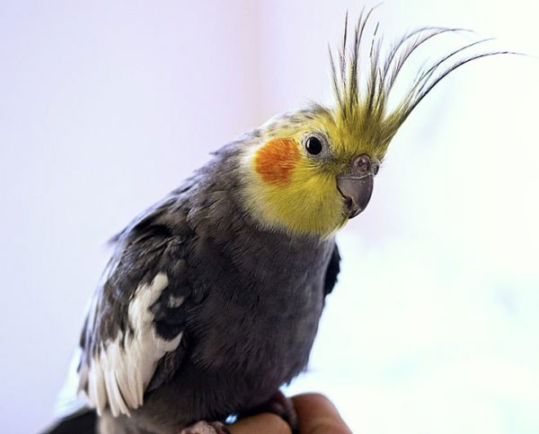 Cockatiel Bob Its Head Boredom