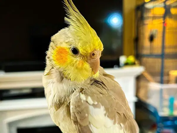 Cockatiel Bob Its Head Stress