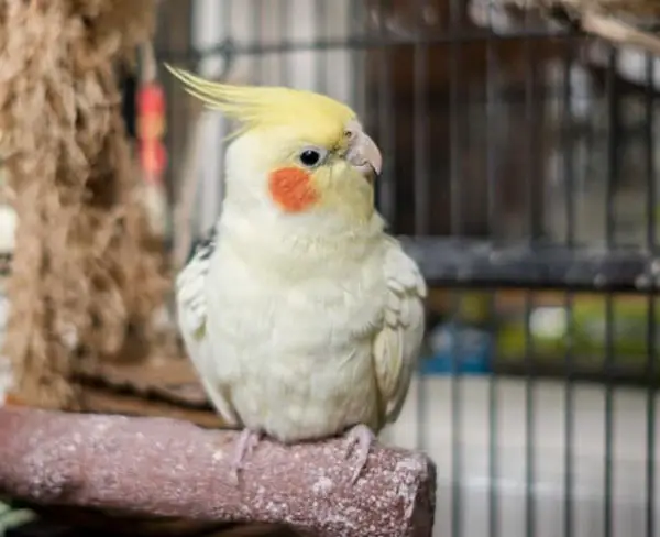 Cockatiel Bob Its Head Territorial