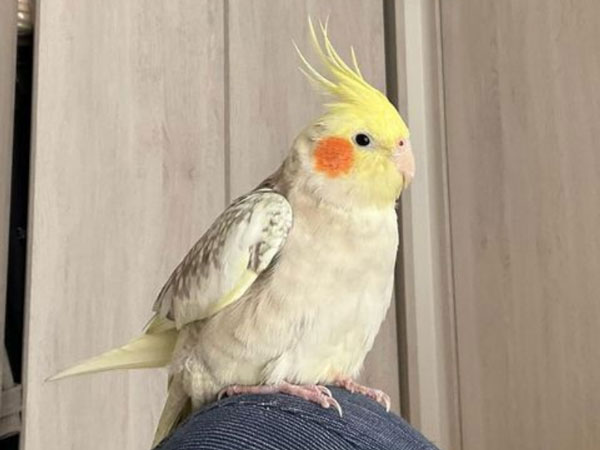 Cockatiel Cold Feet Right after bathing