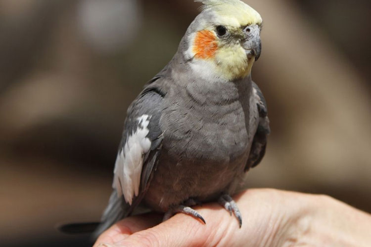 Cockatiel Cold Feet