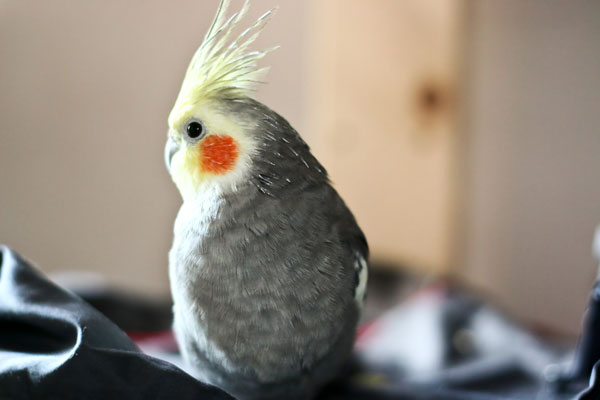 Cockatiel Cold Treatment