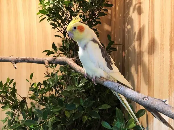 Cockatiel Create the right environment