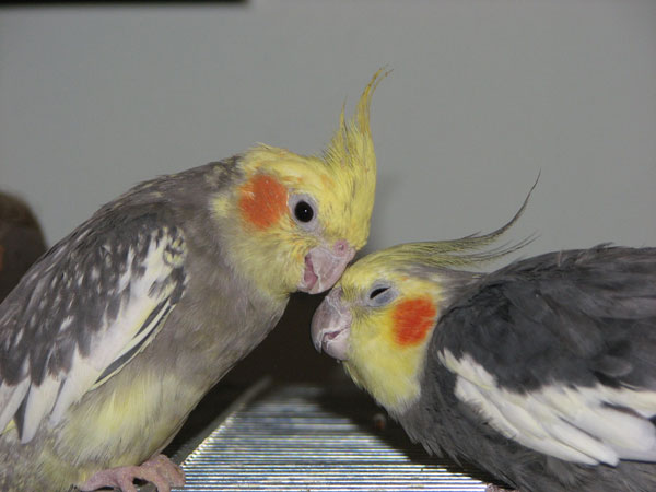 Cockatiel Cuddling