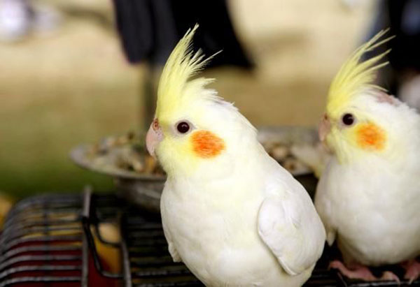 Cockatiel Depression or mood swings