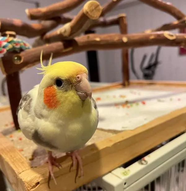 Cockatiel Died Suddenly