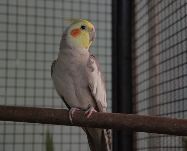 Cockatiel Digestive problems