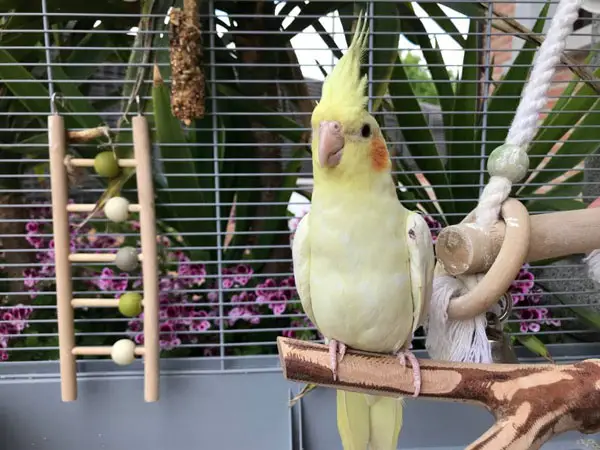 Cockatiel Entertainment