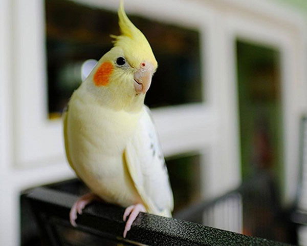 Cockatiel Expensive to maintain