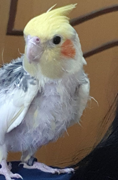 Cockatiel Feathers Look Bad