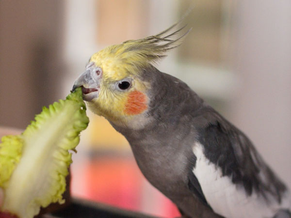 Cockatiel Food and water