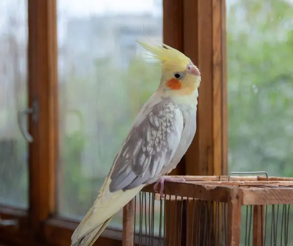 Cockatiel Has Cold Feet Use heat lamps