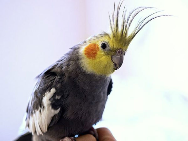 Cockatiel Head bobbing