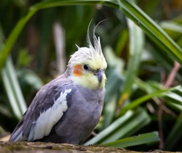 Cockatiel Infection