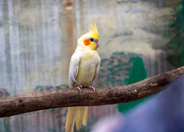 Cockatiel Less noisy pets