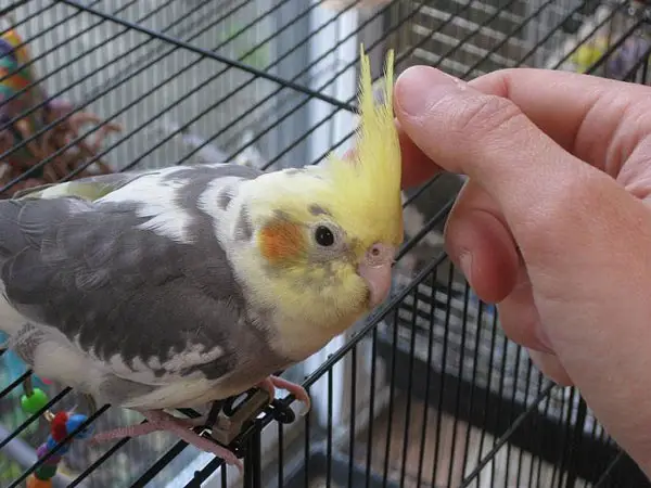 Cockatiel Observing the Beaks