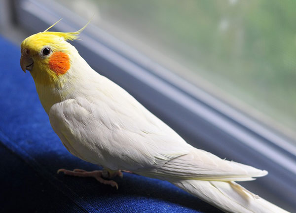 Cockatiel Pay attention to body language