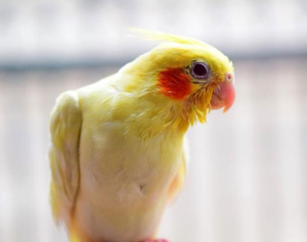 Cockatiel Physical symptoms