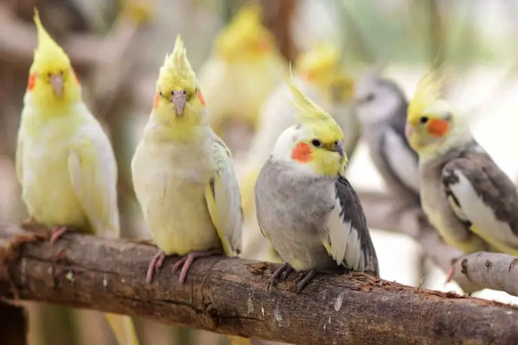 Cockatiel Poop Chart