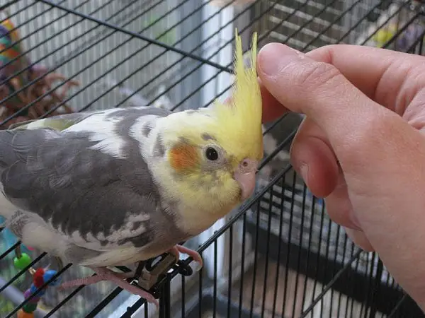 Cockatiel Promising Body language