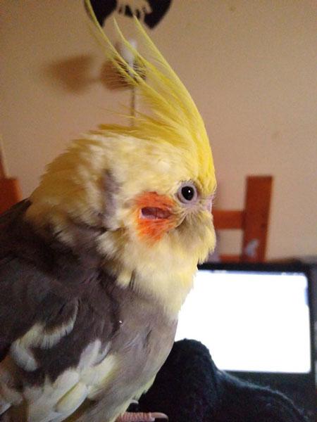 Cockatiel Respiratory problems