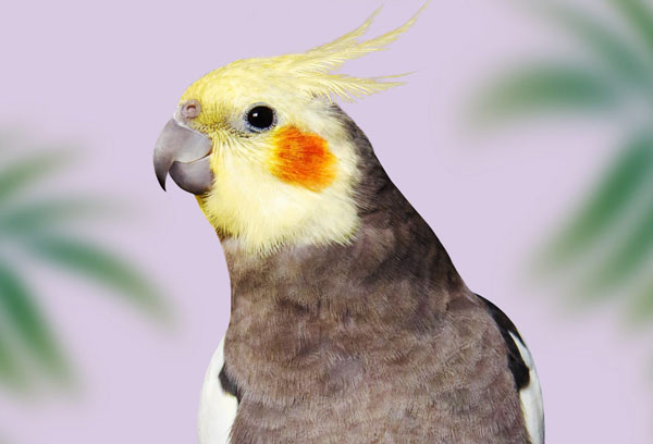 Cockatiel Shaking Its Head