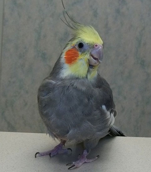 Cockatiel Sickness