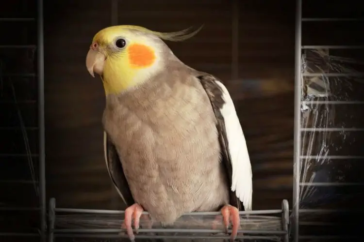 Cockatiel Signs of Old Age