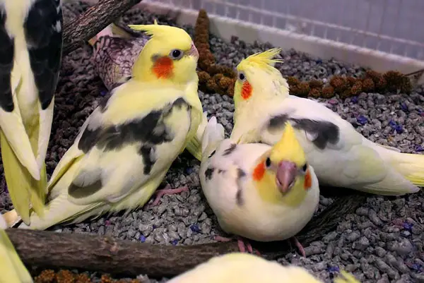 Cockatiel Socializing