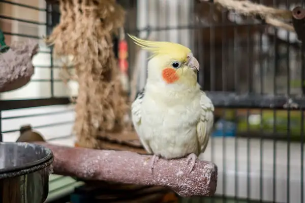 Cockatiel Stress and aggression 