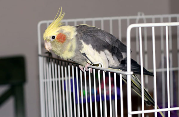 Cockatiel Stress