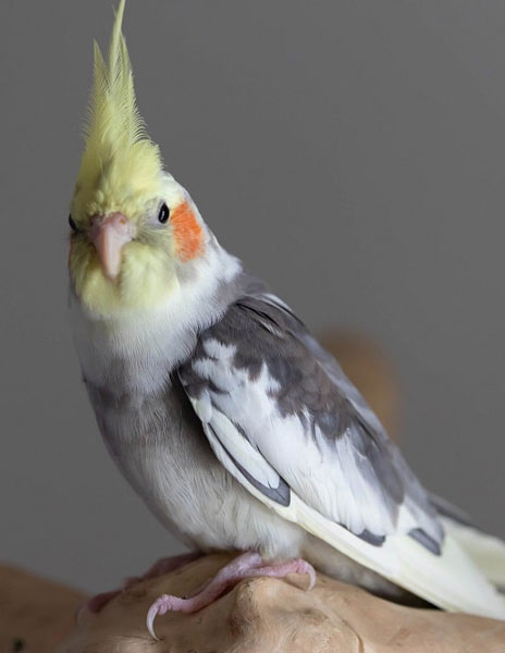 Cockatiel Talking to them