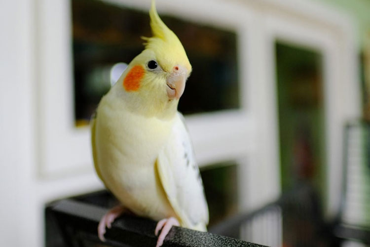 Cockatiel Temperature Range