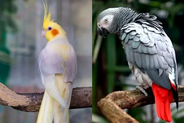 Cockatiel VS African Grey