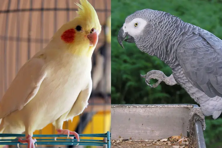 Cockatiel VS African Grey