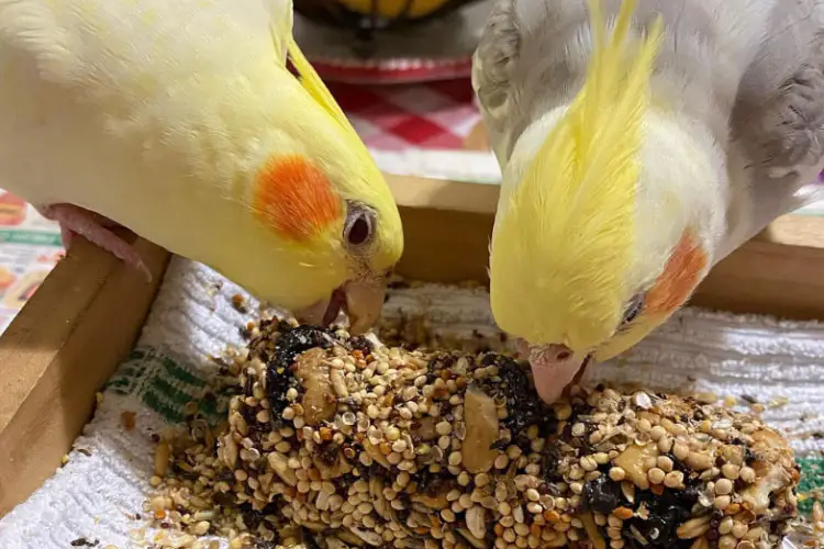 Cockatiel Vomiting or Regurgitating