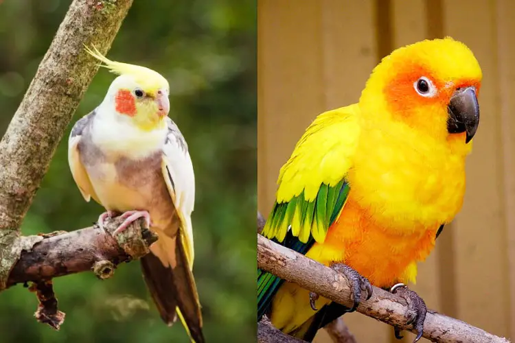 Cockatiel Vs Conure