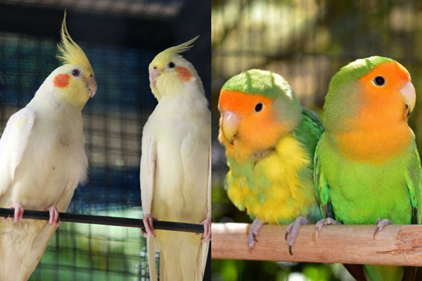 Cockatiel Vs Lovebird Differences based on Identification Factor