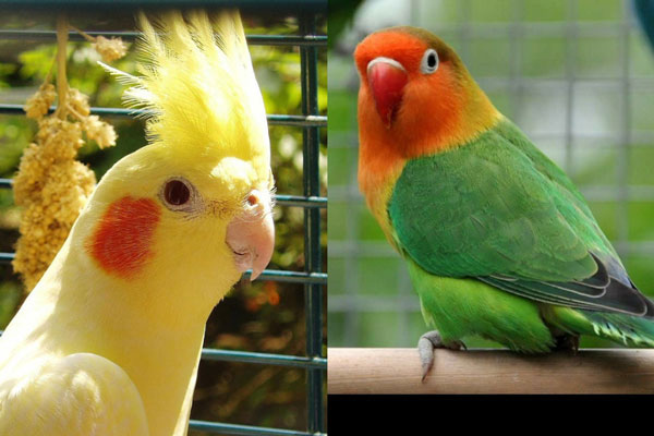 Cockatiel Vs. Lovebird Similarities